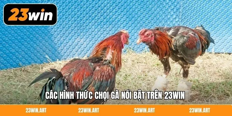 Các hình thức chọi gà nổi bật trên 23WIN 