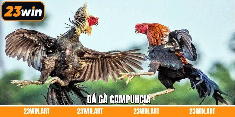 Đá Gà Campuchia - Hình Thức Đặt Cược Kịch Tính Ở 23WIN