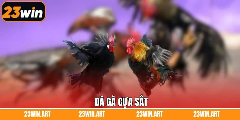Đá Gà Cựa Sắt - Hình Thức Chọi Kê Kịch Tính Và Đầy Máu Lửa