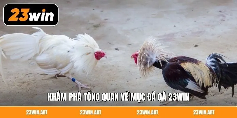 Khám phá tổng quan về mục đá gà 23WIN