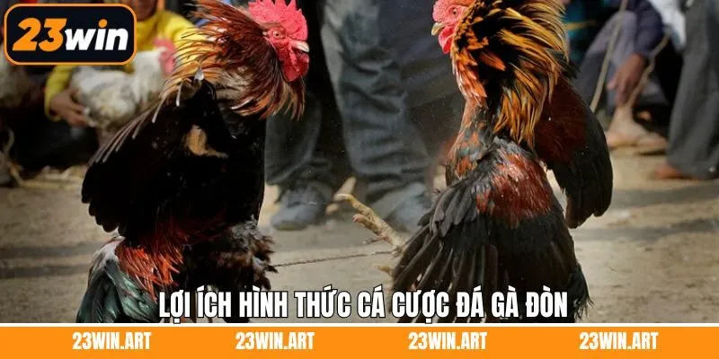 Lợi ích to lớn khi thành viên tham gia cá cược đá gà đòn 