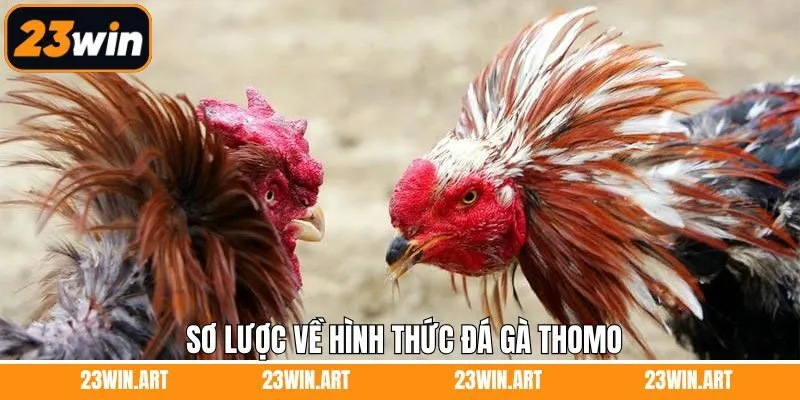 Nội dung tổng quan về loại hình chọi kê Thomo thú vị 