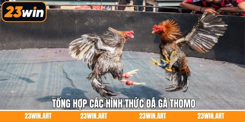 Những hình thức chọi kê Thomo thú vị có trên 23Win 