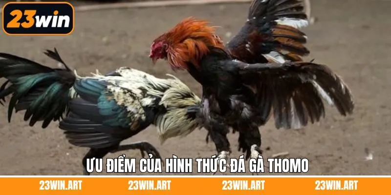 Ưu điểm vượt trội khi trải nghiệm đá gà Thomo tại nhà cái 