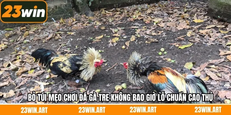 Mẹo tham gia đá gà tre trăm trận trăm thắng chuẩn nhất