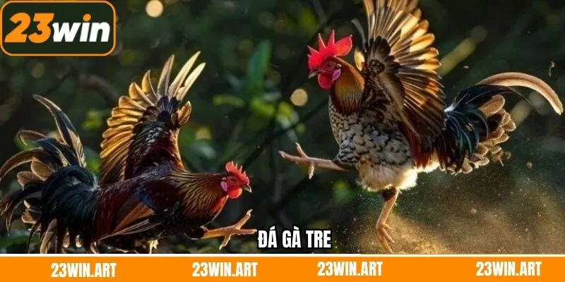 Đá Gà Tre 23Win - Đẳng Cấp Của Những Chiến Kê Tinh Anh