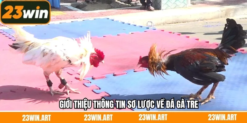 Thông tin tổng quan về hình thức chọi gà tre