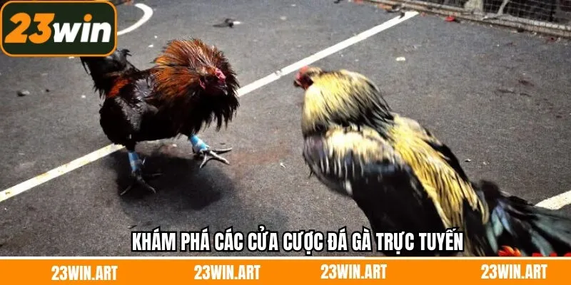 Tổng hợp các lựa chọn hàng đầu cho mọi hội viên