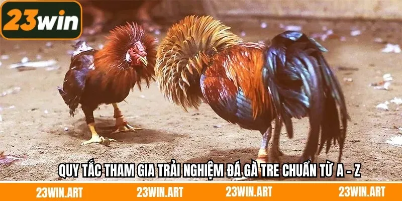 Quy tắc tham gia trải nghiệm đá gà tre chuẩn từ A - Z